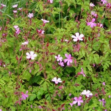 Herb Robert (Geranium robertianum)