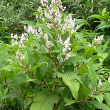 Himalayan knotweed (Polygonum polystachyum)