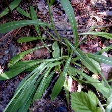 King devil hawkweed (Hieracium piloselloides)