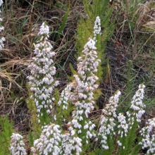 Spanish heath (Erica lusitanica)