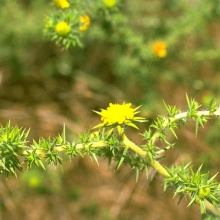 Spikeweed (Hemizonia pungens)