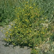 Spikeweed (Hemizonia pungens)